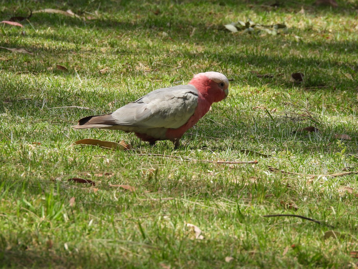 Galah - ML610512637