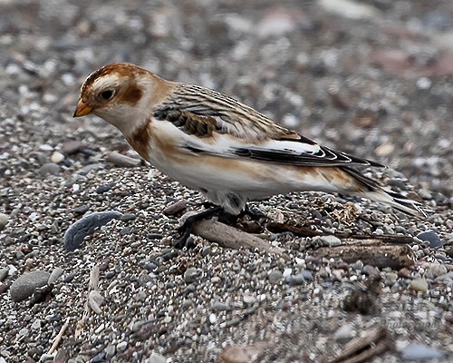 Snow Bunting - ML610512663