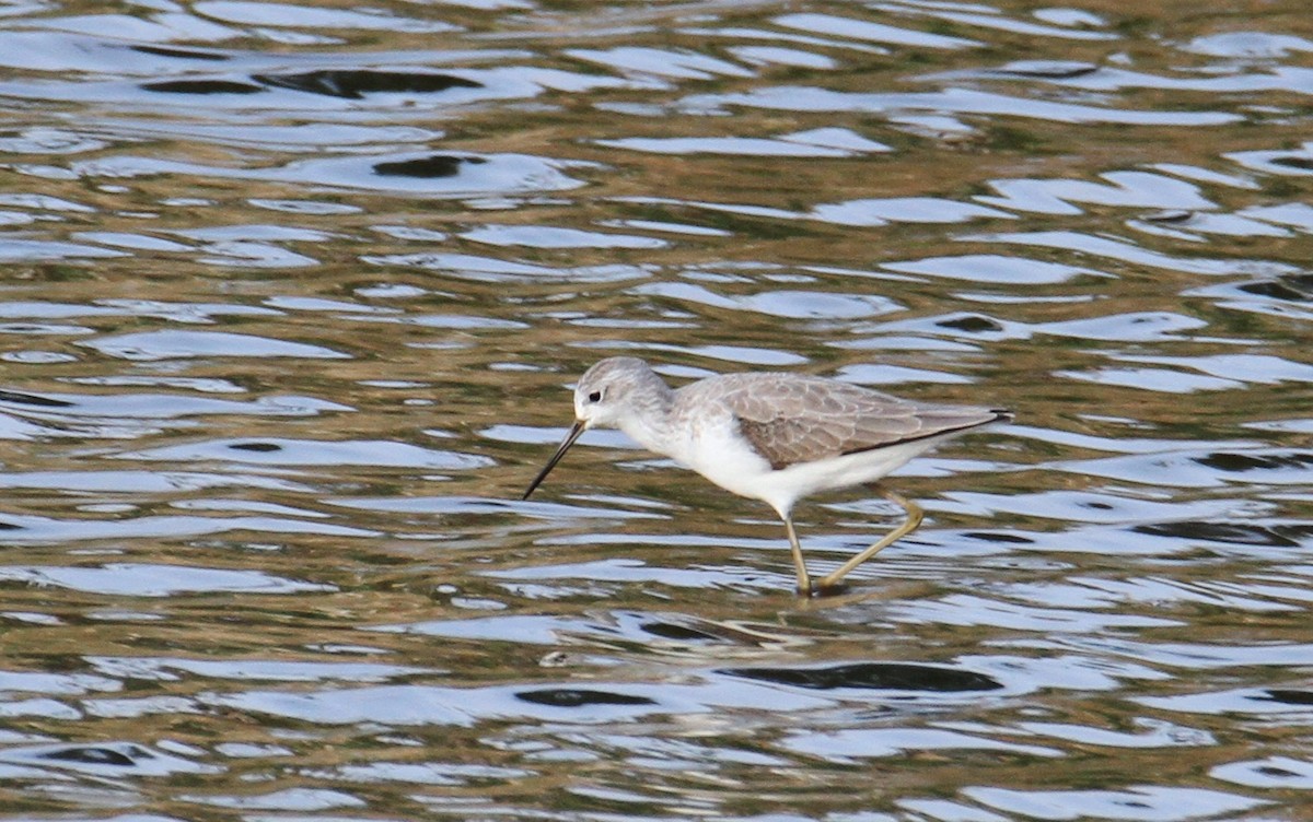 Marsh Sandpiper - ML610512687