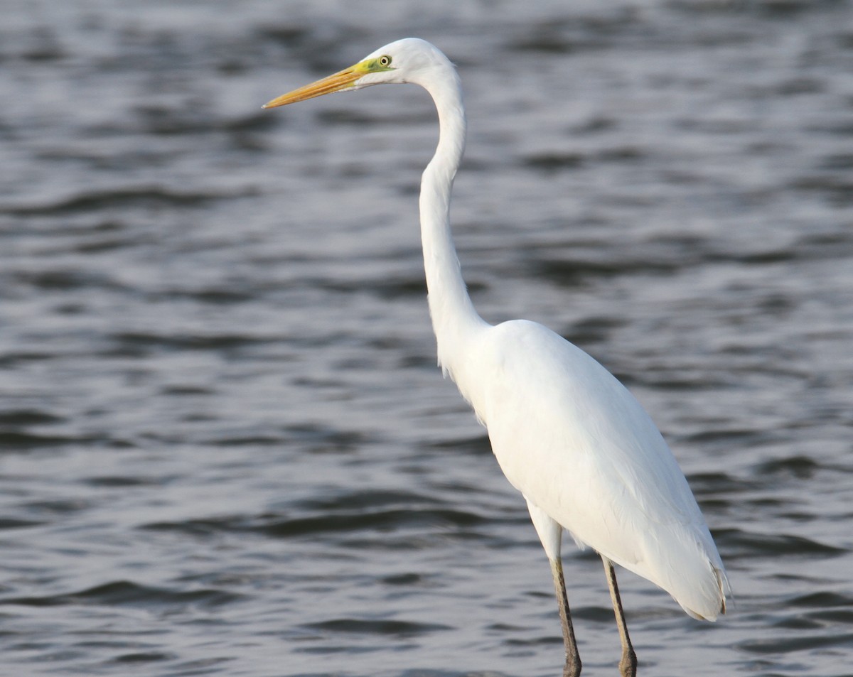 Great Egret - ML610512770