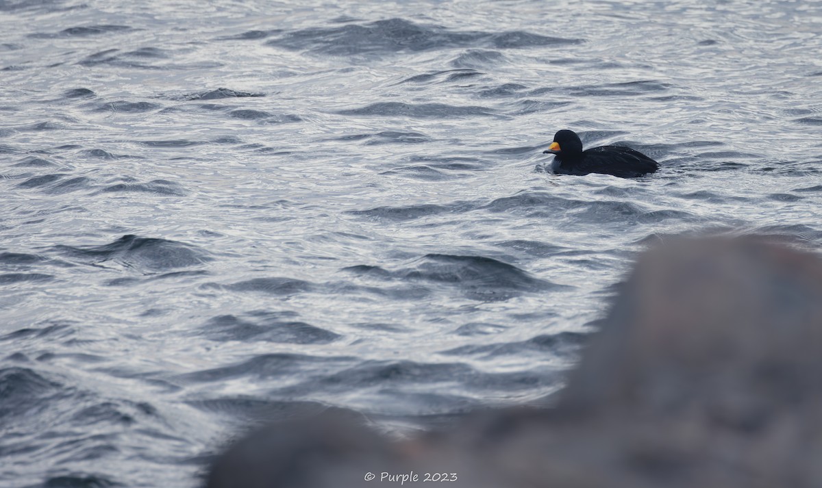 Black Scoter - ML610512817