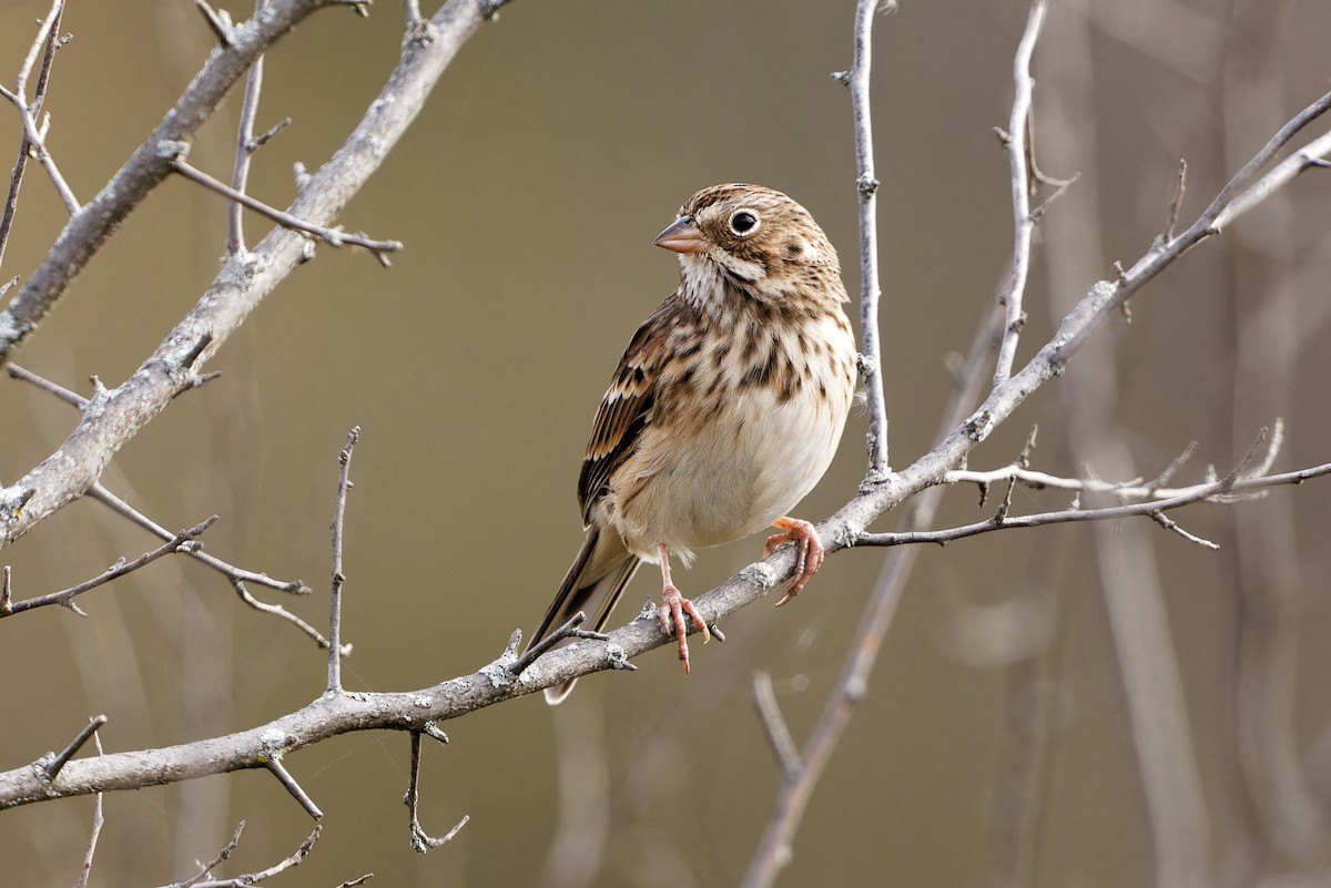Vesper Sparrow - ML610512827