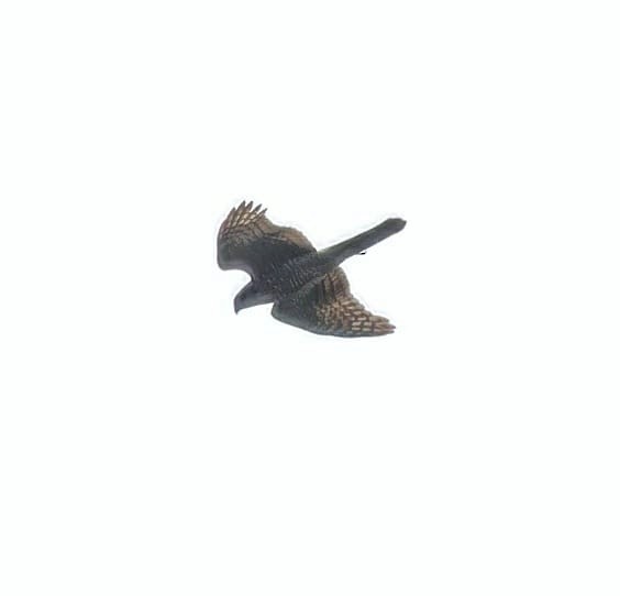 Eurasian Sparrowhawk - Sriram Chatty