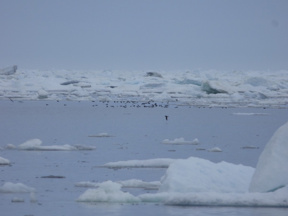 Leach's Storm-Petrel - ML61051291