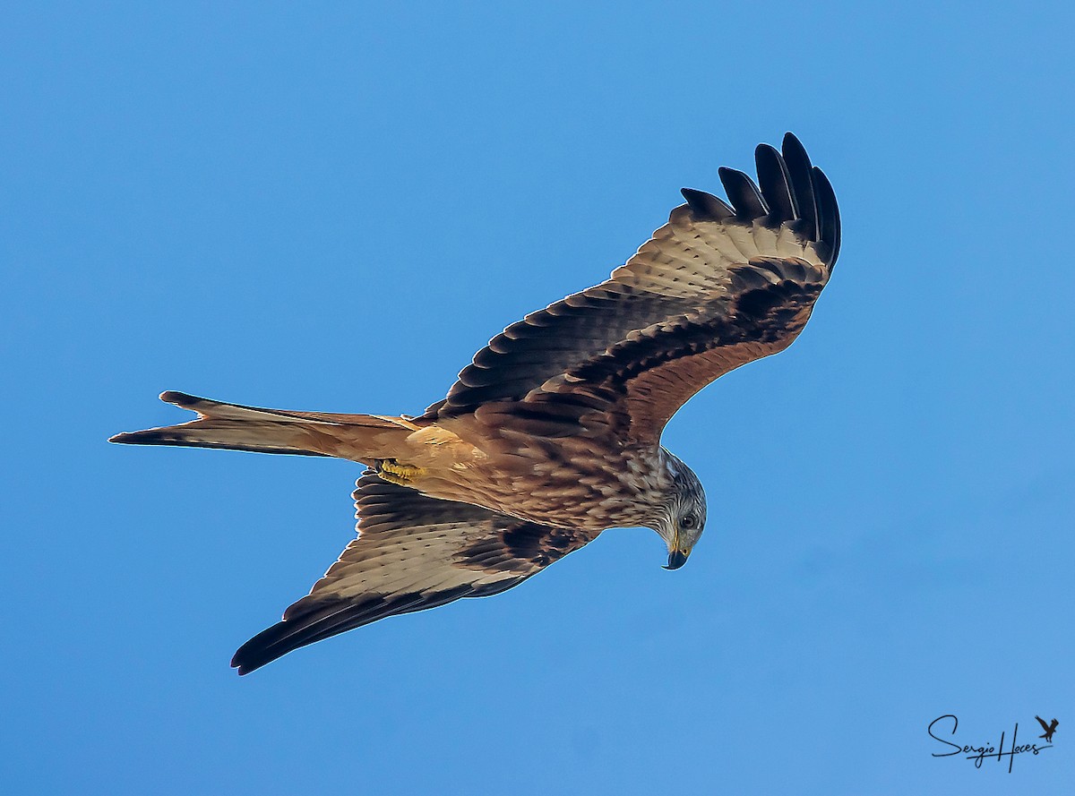 Red Kite - Sergio Hoces lucena