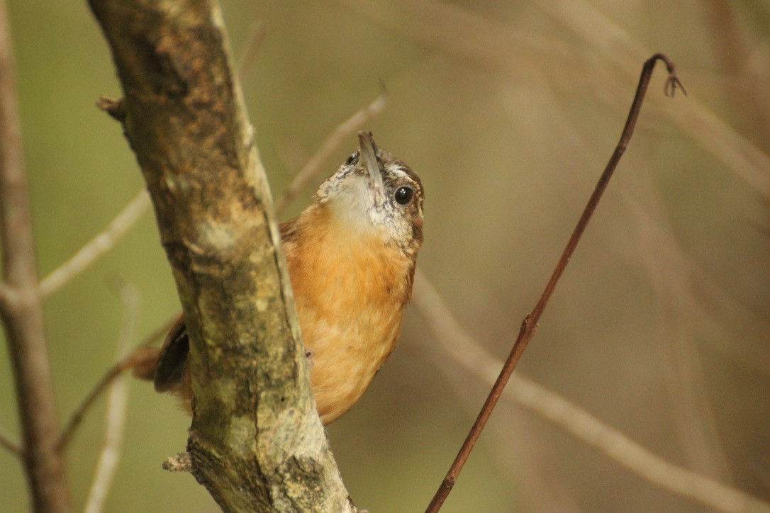 Carolina Wren - Michael Lester