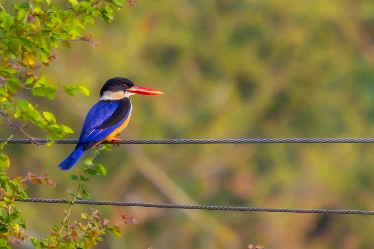 Black-capped Kingfisher - Vikram S