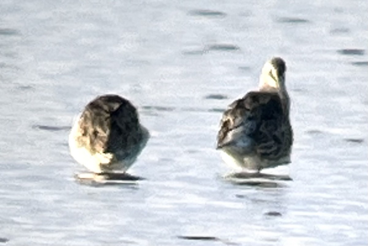 Long-billed Dowitcher - ML610513110