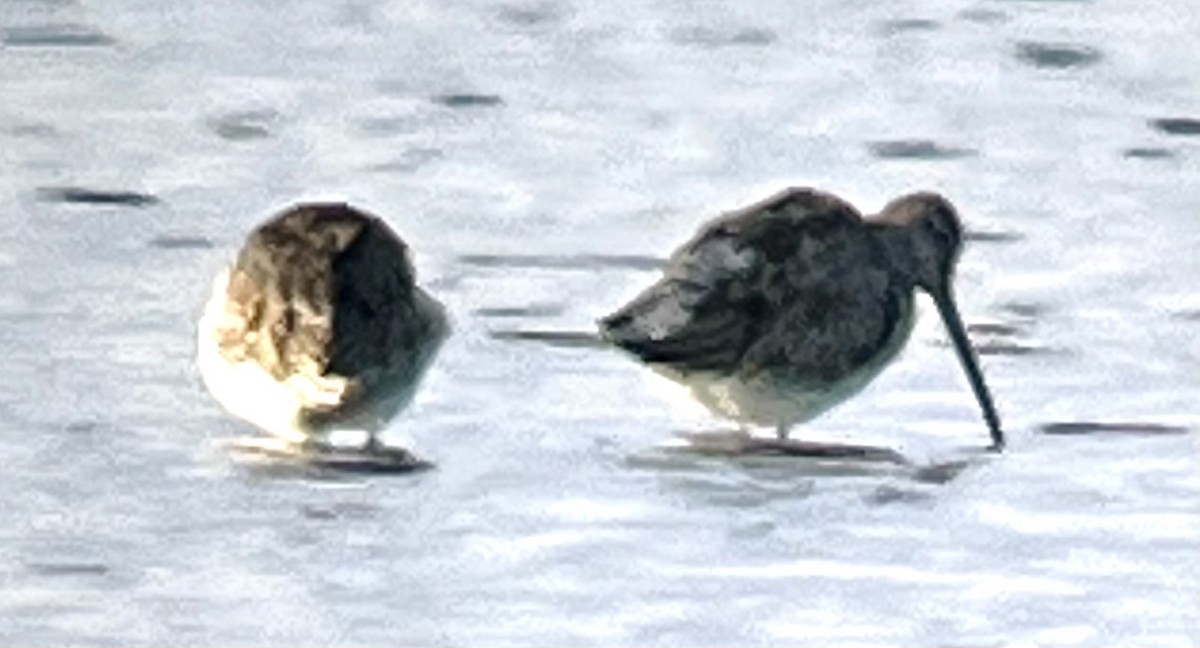 Long-billed Dowitcher - Gino Ellison