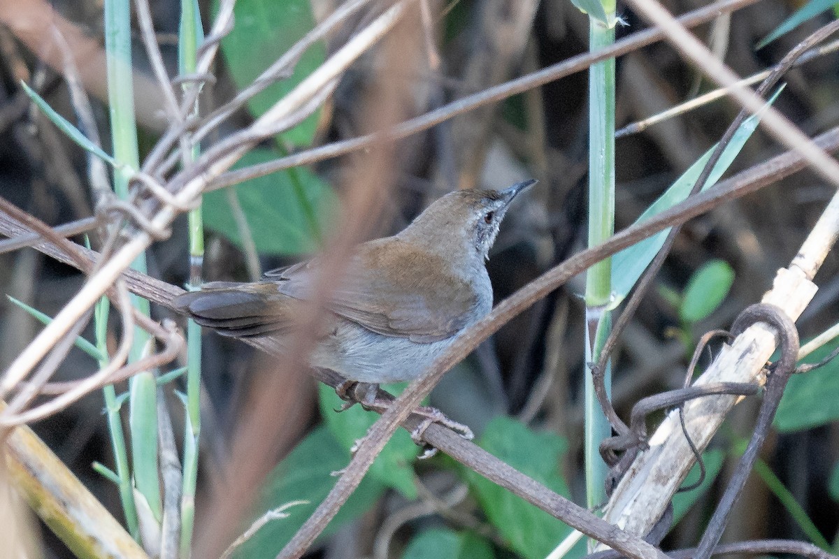 Bamboo Warbler - Daniel Danckwerts (Rockjumper Birding Tours)