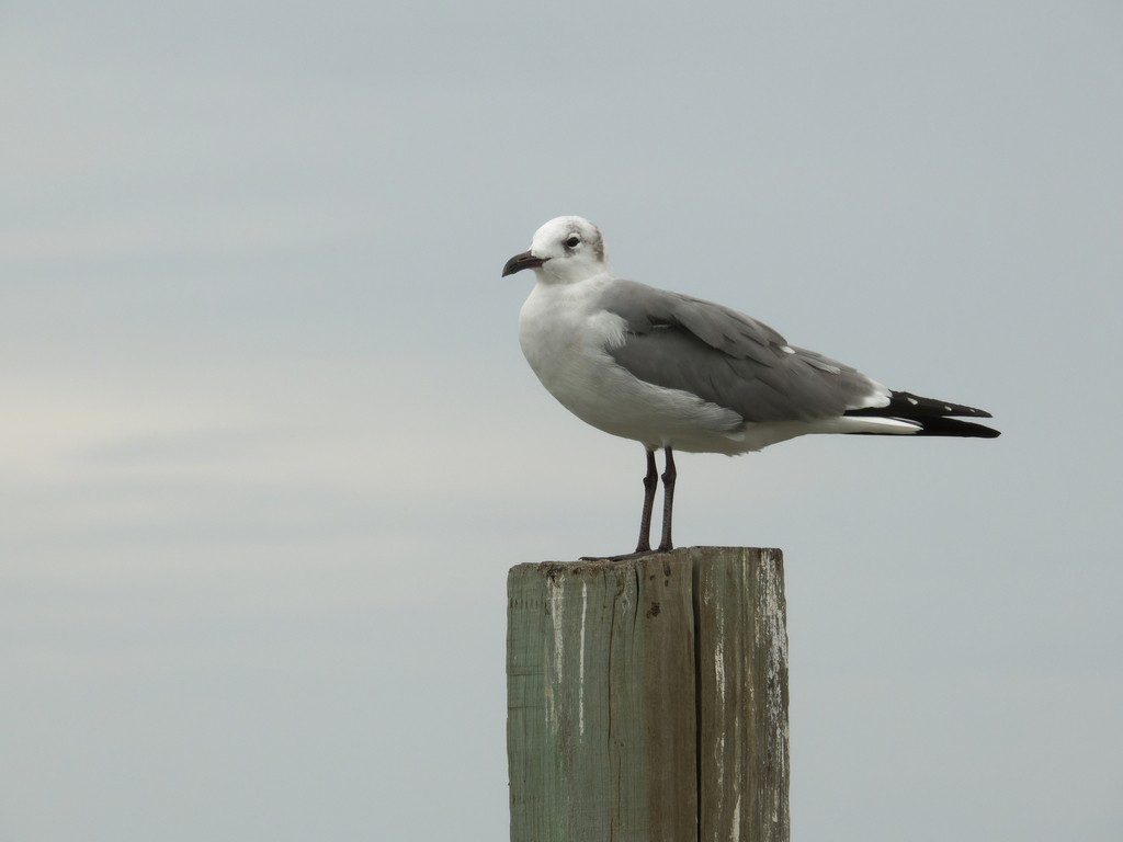 Mouette atricille - ML610513126