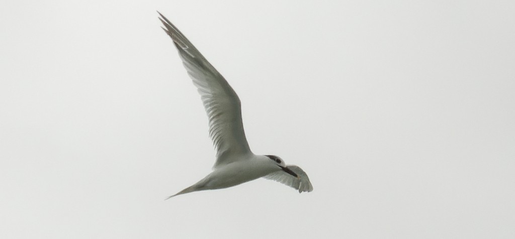 Sandwich Tern - ML610513130