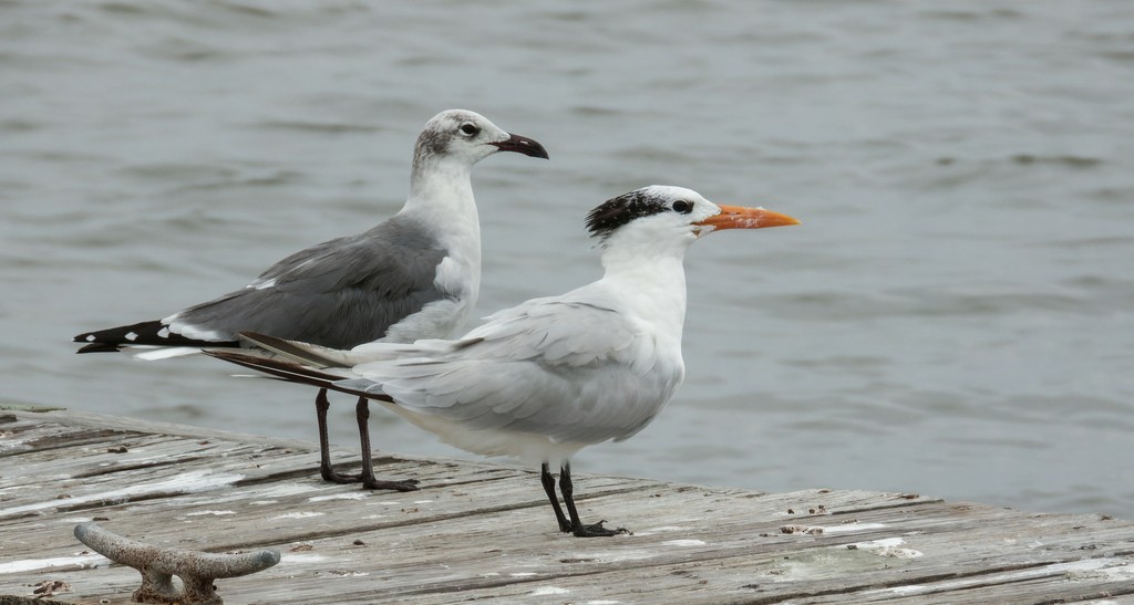 Royal Tern - ML610513135