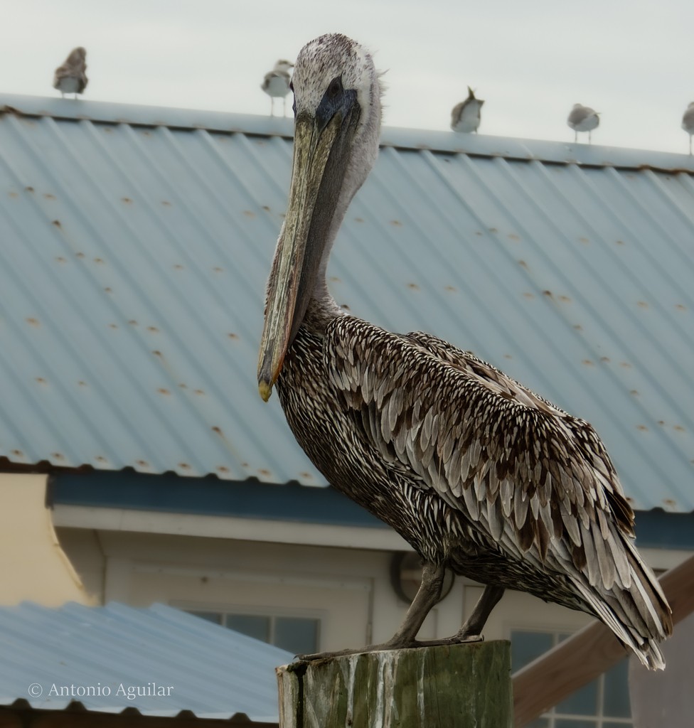 Brown Pelican - ML610513146