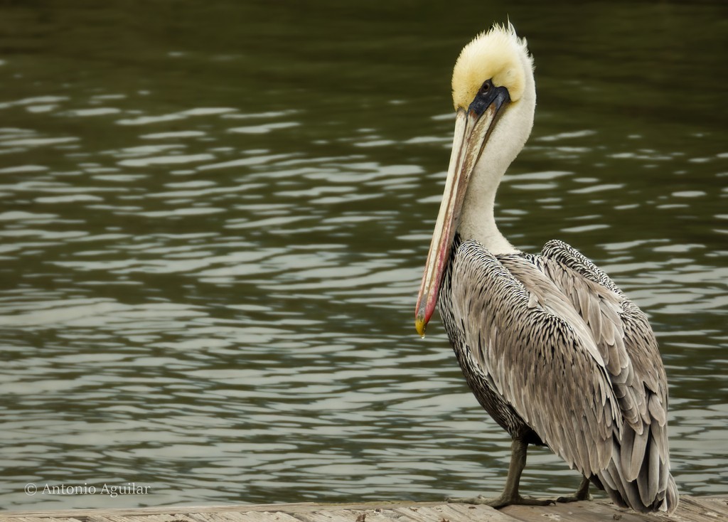 Brown Pelican - ML610513147