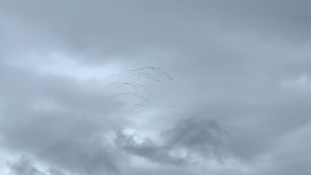 Хар толгойт галуу - ML610513161