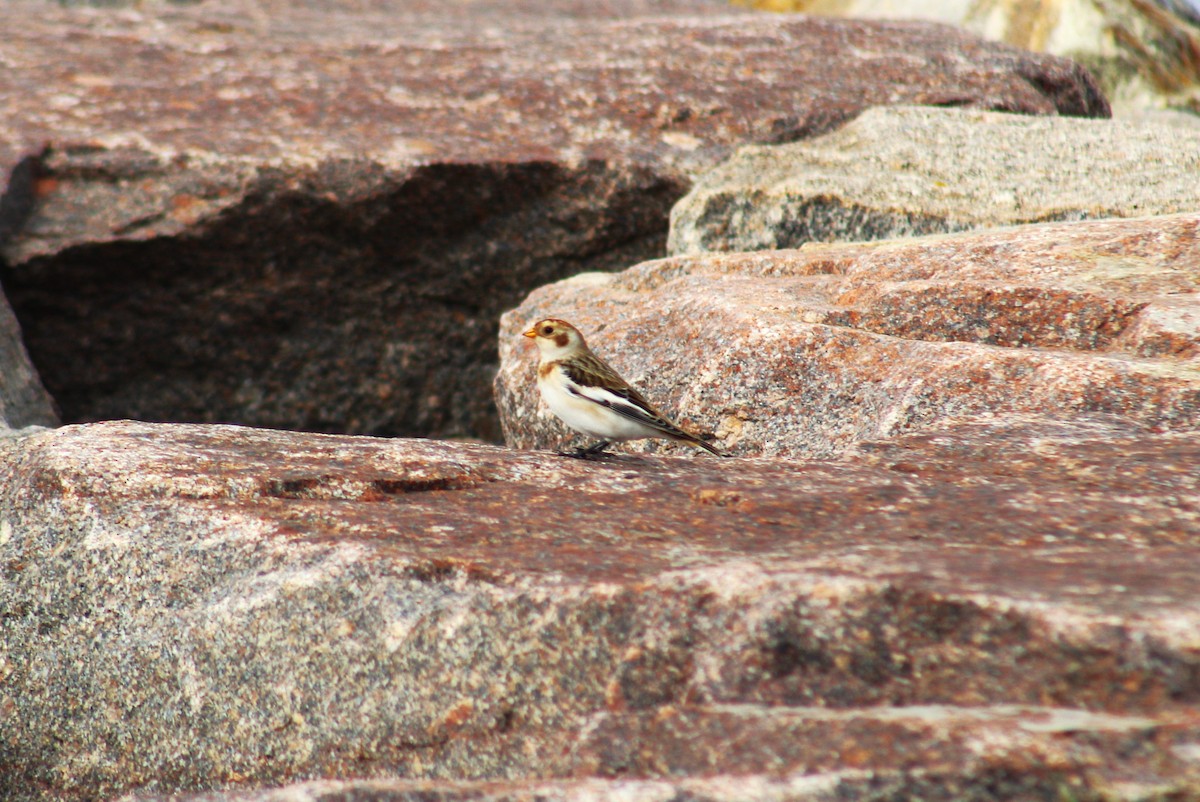 Snow Bunting - ML610513170