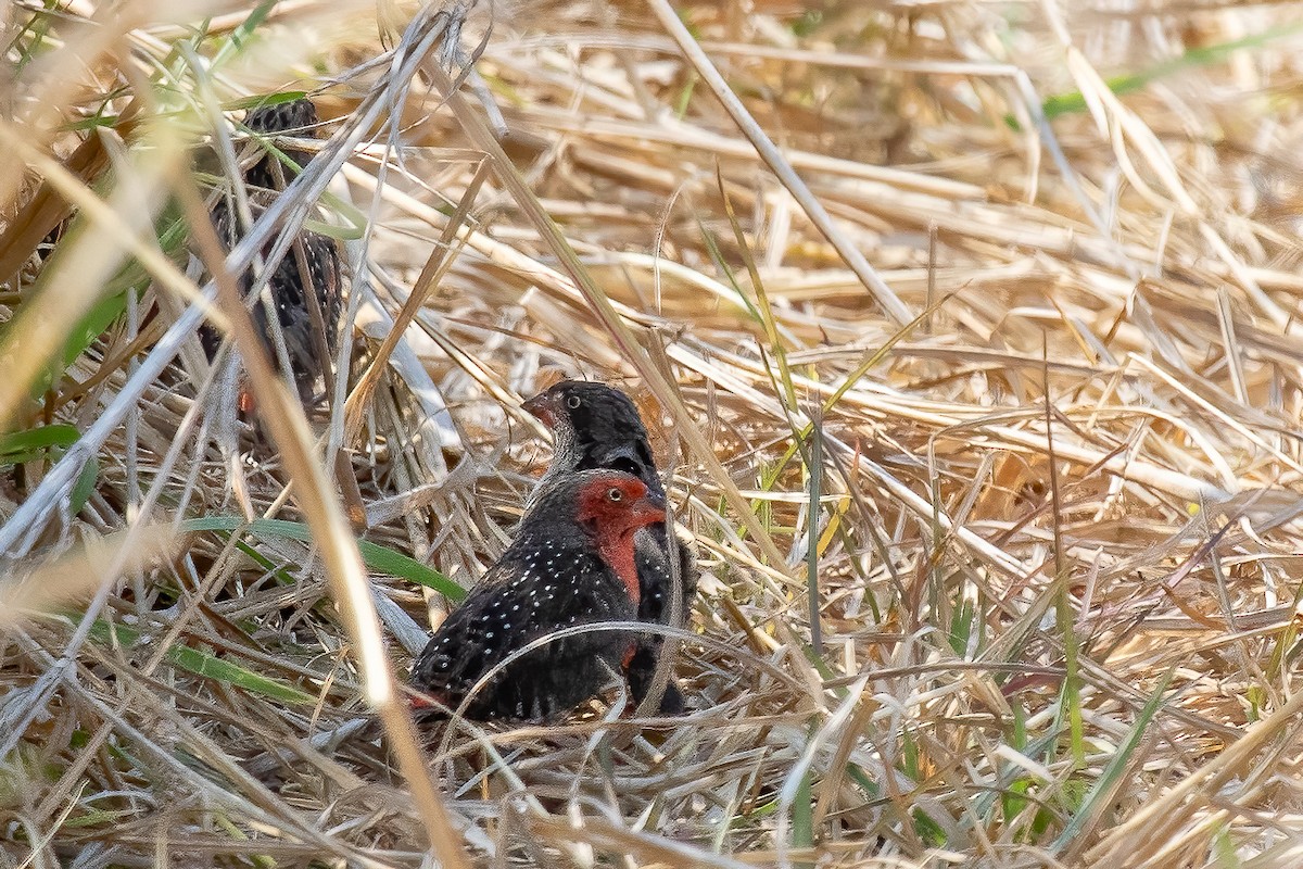 ムネアカウズラスズメ - ML610513198