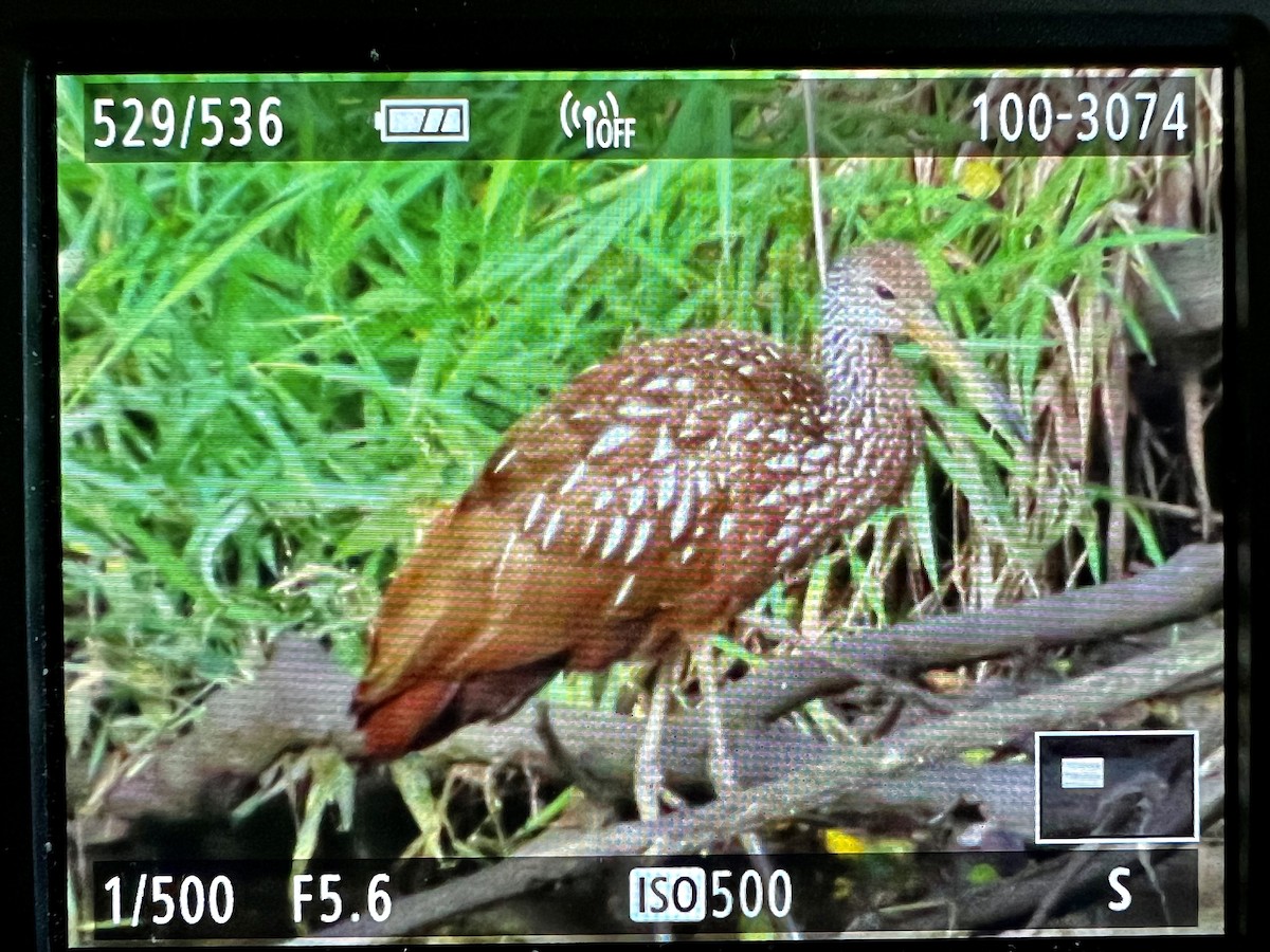 Limpkin - ML610513202