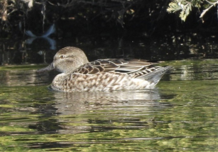 Green-winged Teal - ML610513208