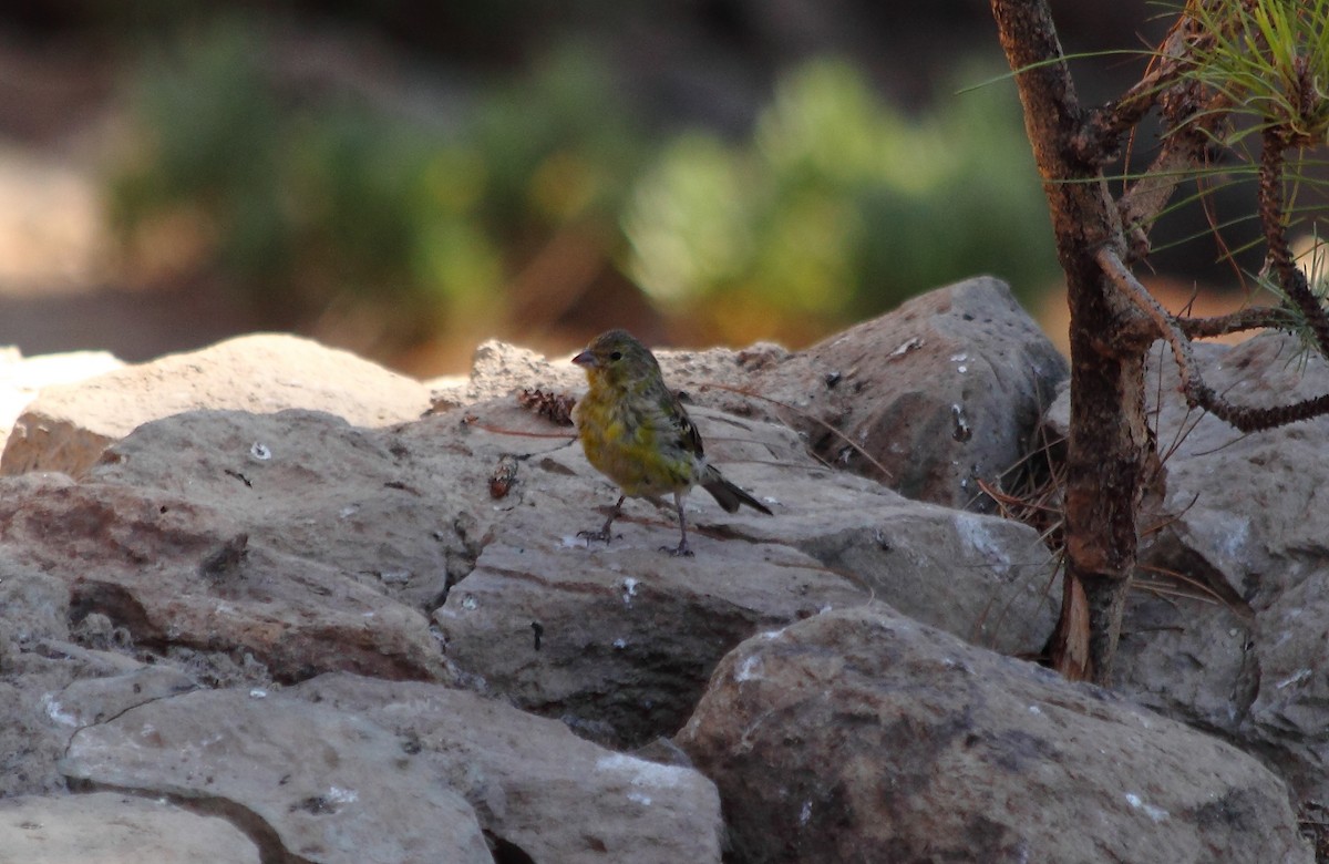 Serin des Canaries - ML610513211