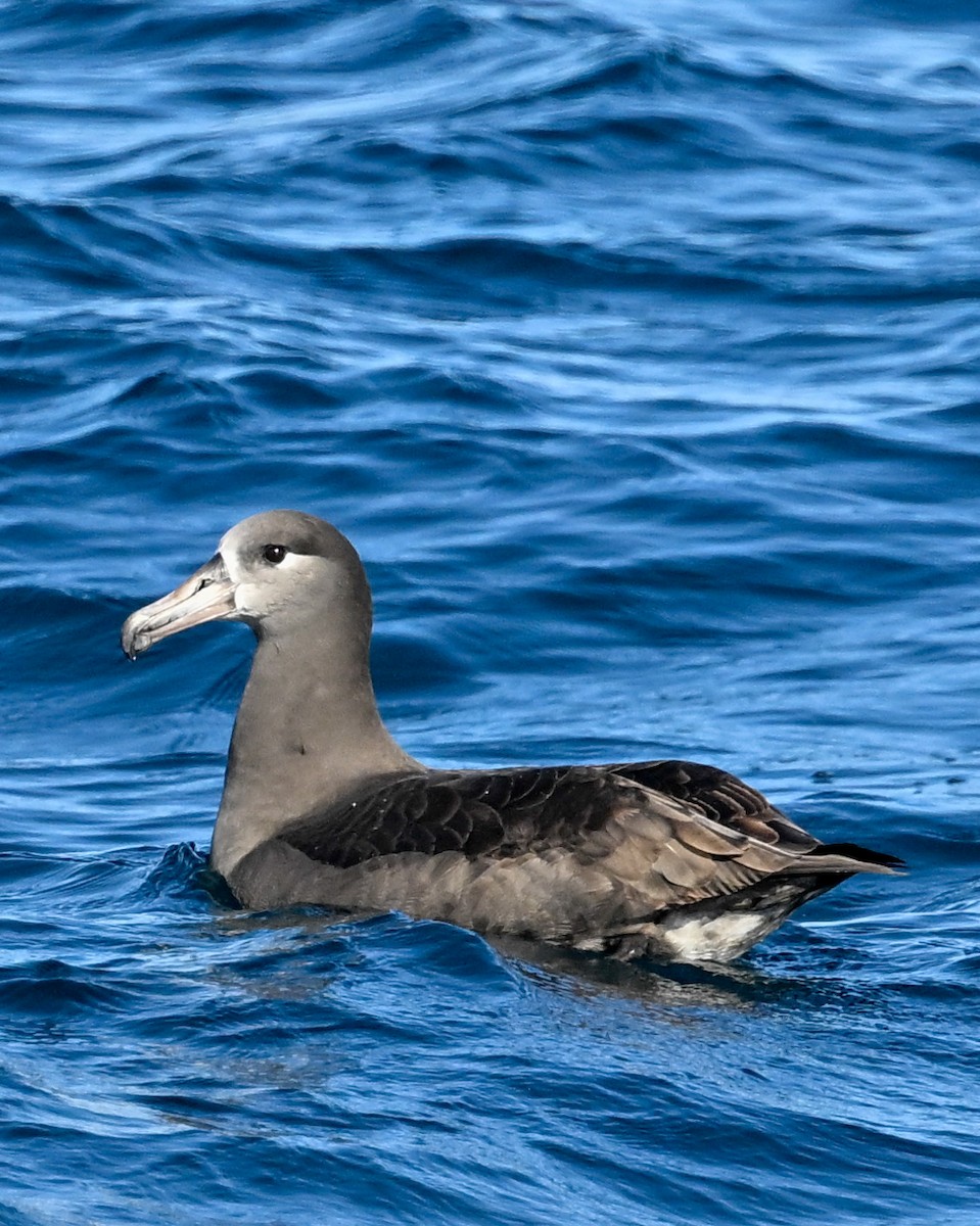 Black-footed Albatross - Brett Banditelli