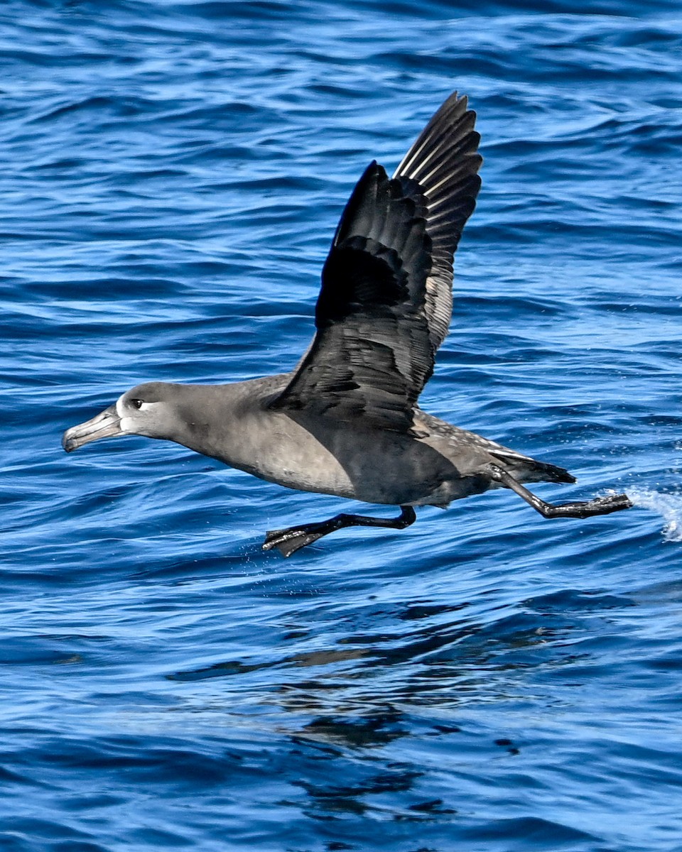 Albatros à pieds noirs - ML610513334