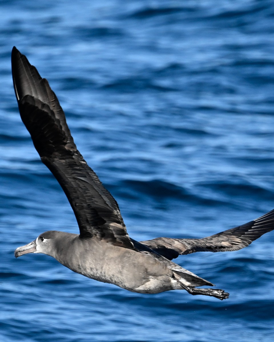 albatros černonohý - ML610513335