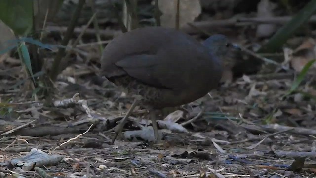 Brown Tinamou - ML610513397