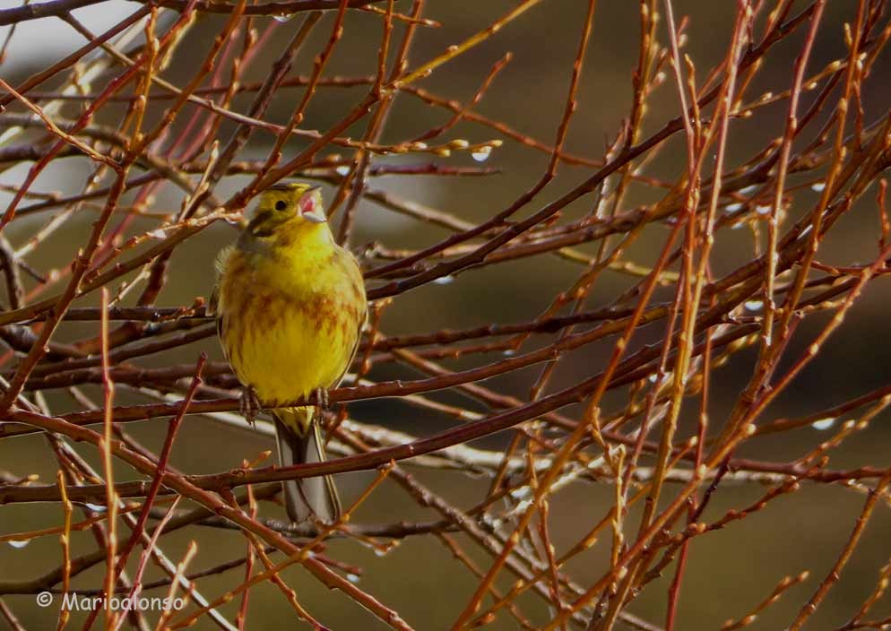 Yellowhammer - ML610513402