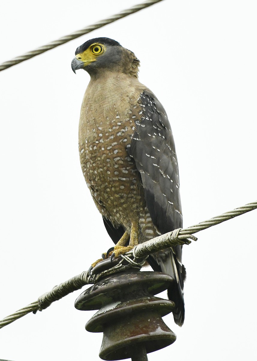 Haubenschlangenadler - ML610513420