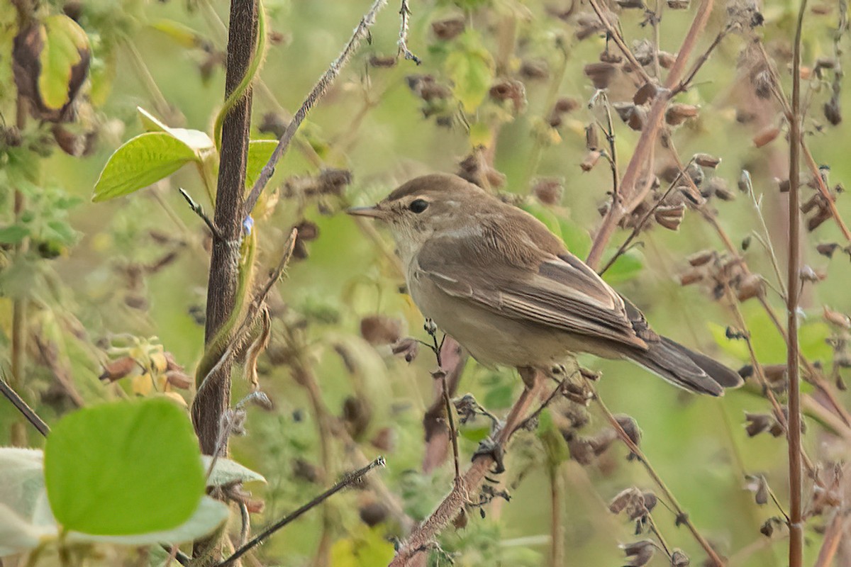 Booted Warbler - ML610513473