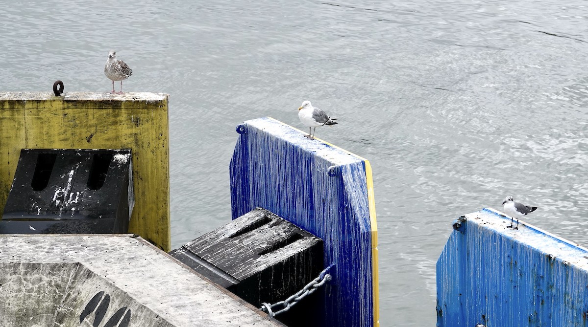 Herring Gull - Tom Shepard