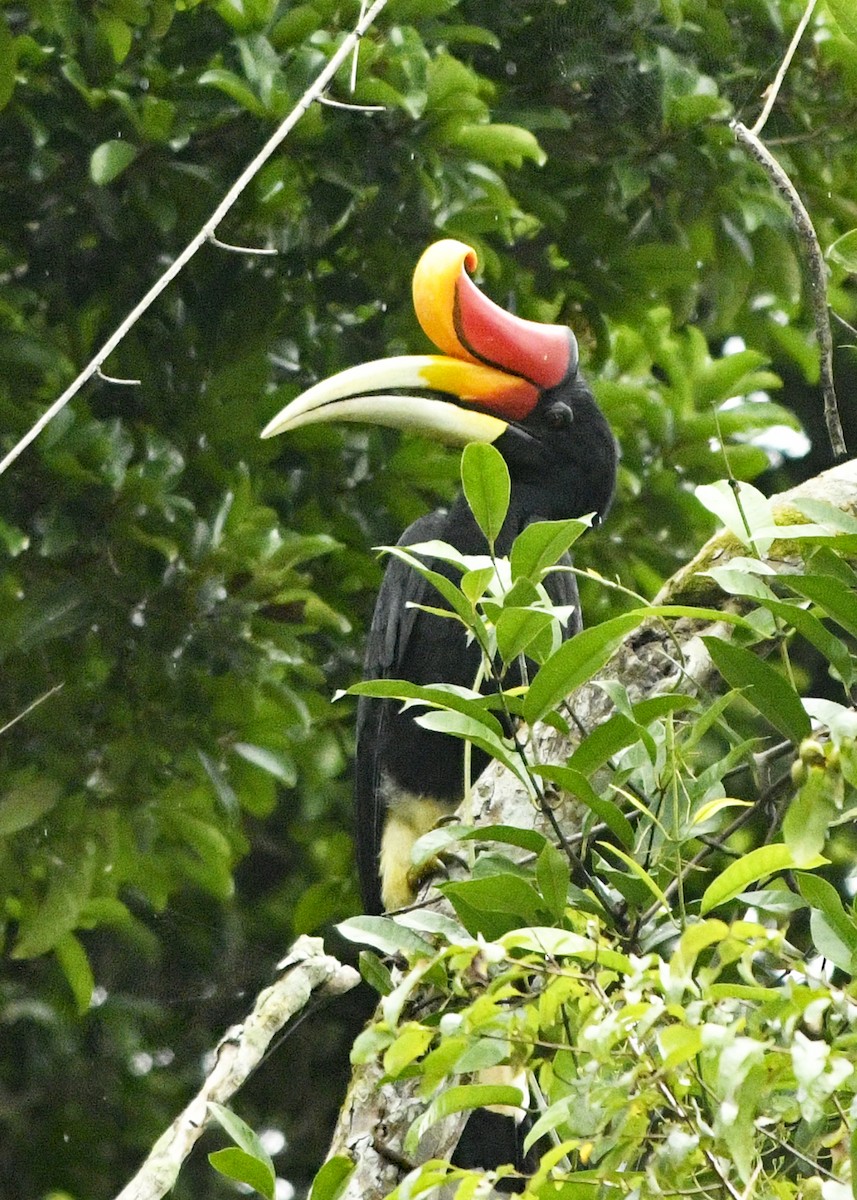 Rhinoceros Hornbill - Chris Courtaux