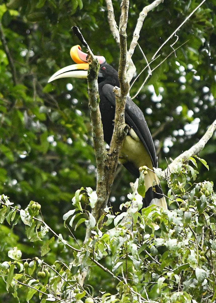 Calao rhinocéros - ML610513530