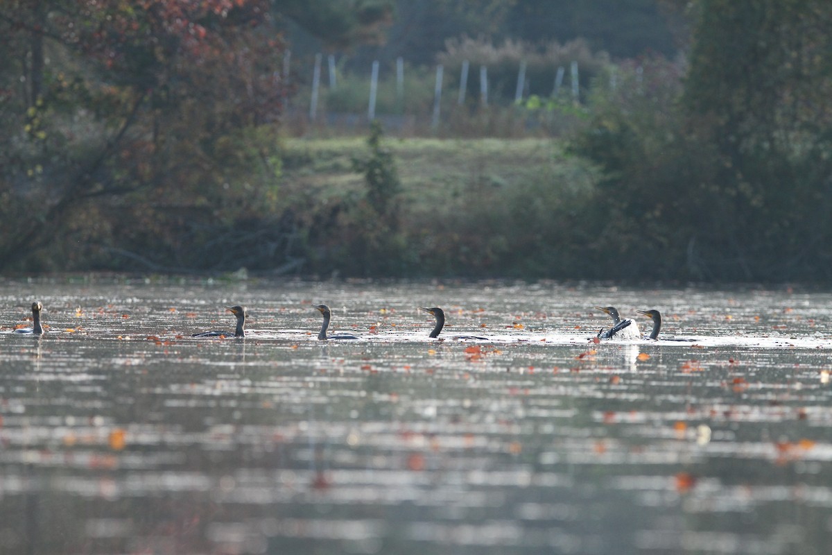 Cormoran à aigrettes - ML610513783