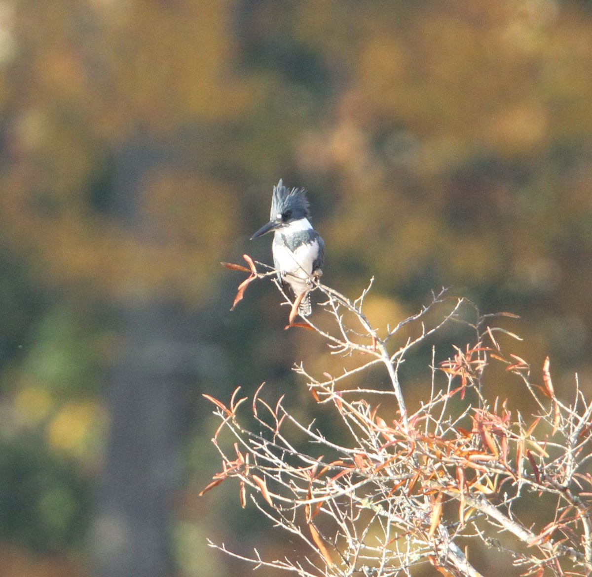 Belted Kingfisher - Stephanie Cook