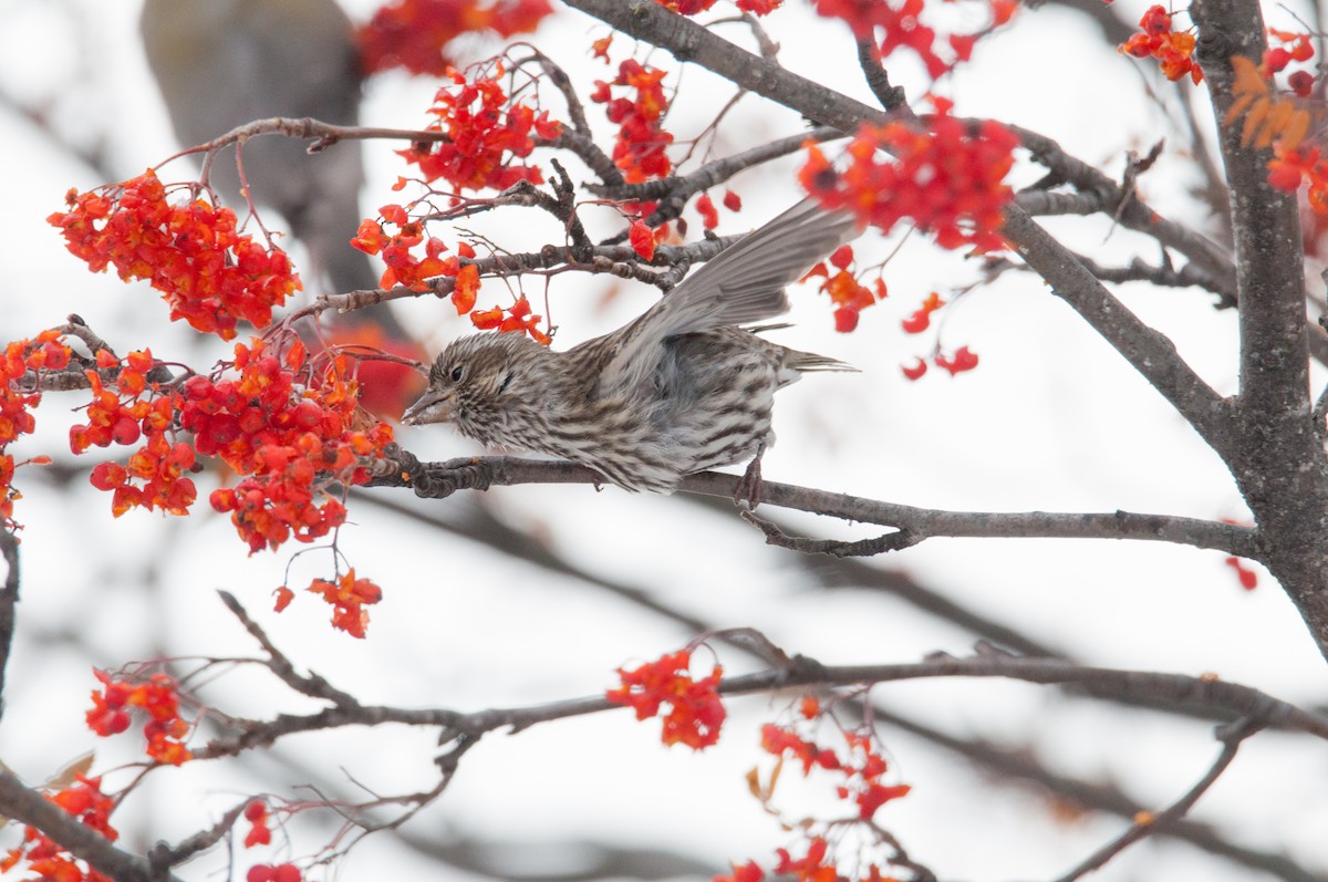 Cassin's Finch - Jameson Koehn