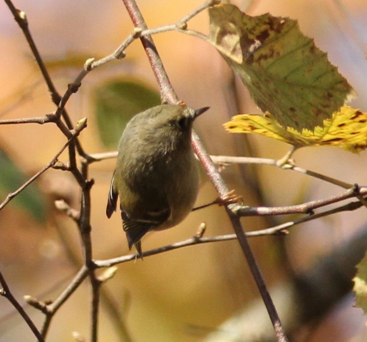 Golden-crowned Kinglet - Stephanie Cook