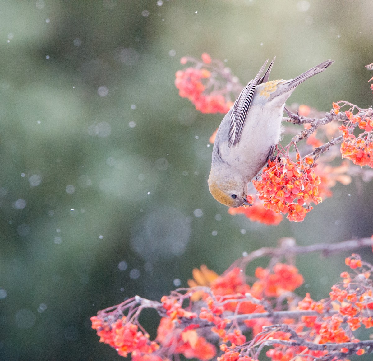 Pine Grosbeak - Jameson Koehn