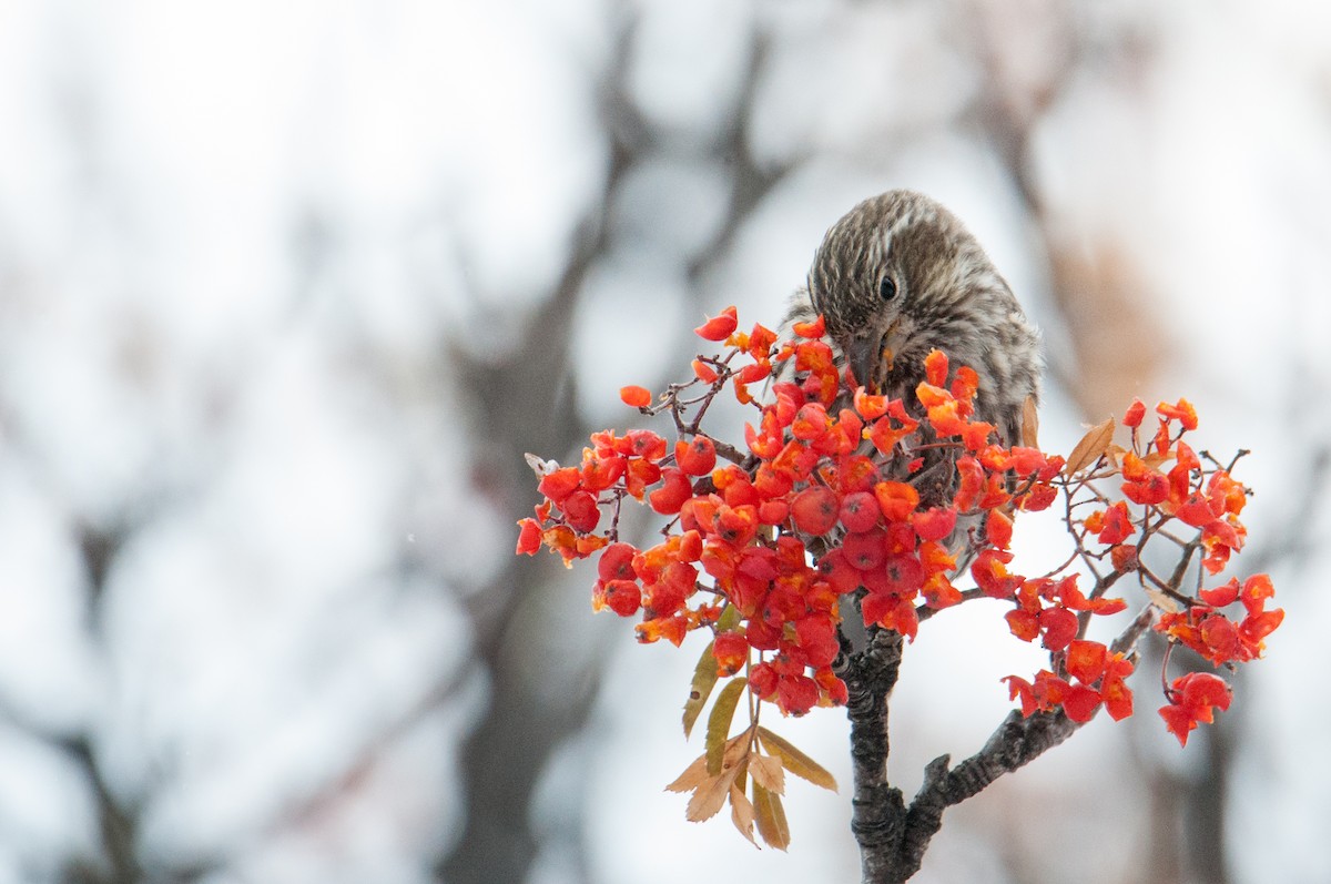 Cassin's Finch - ML610513846