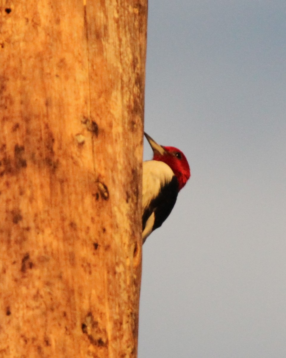 Pic à tête rouge - ML610513860