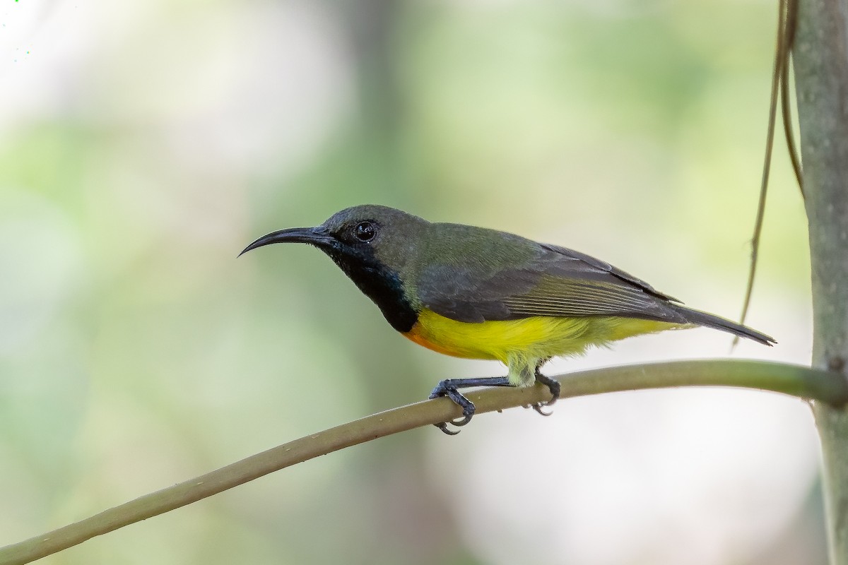 Apricot-breasted Sunbird - ML610513888