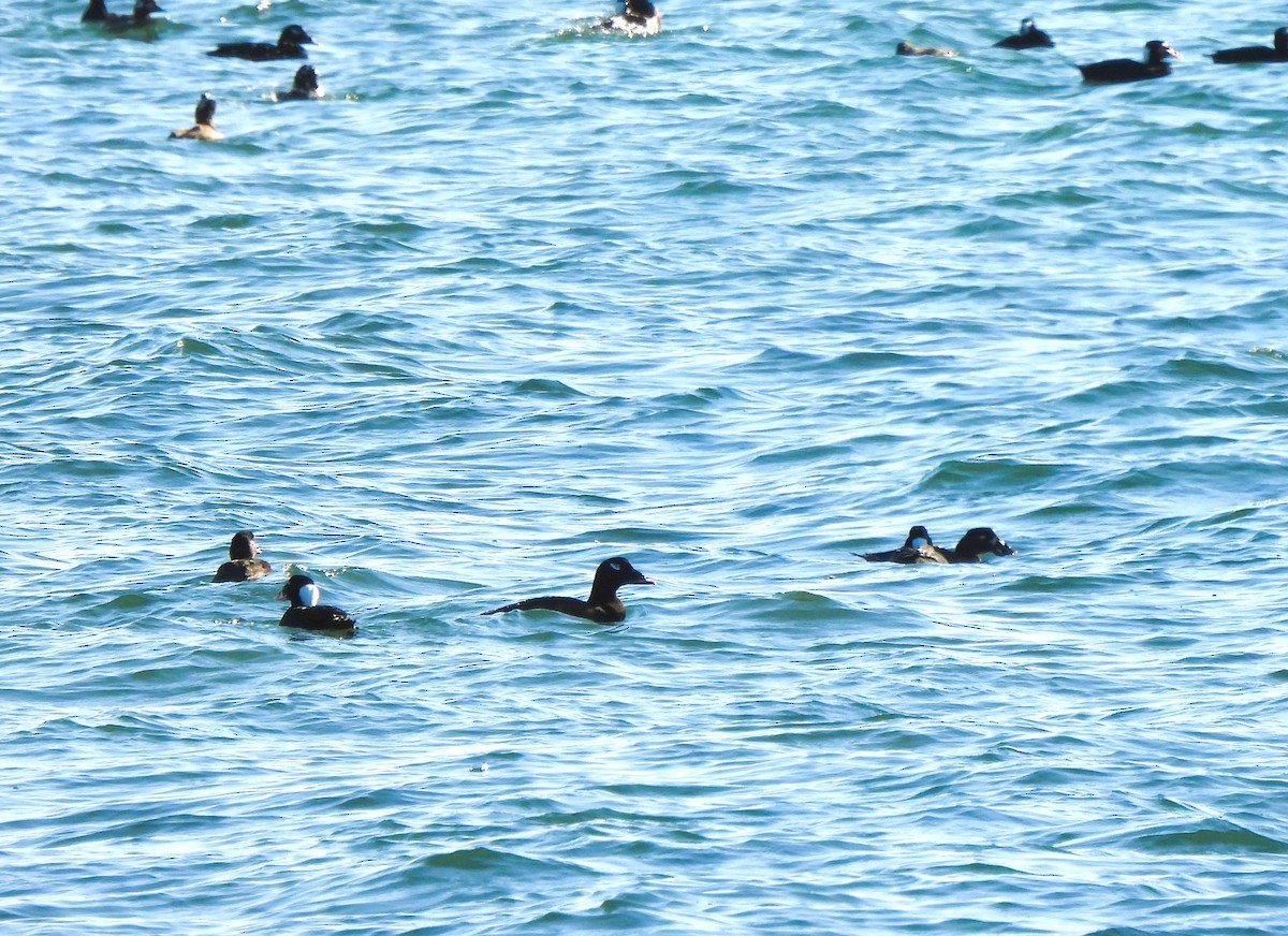 Surf Scoter - ML610513922