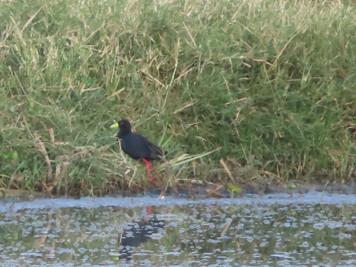 Polluela Negra Africana - ML610513972