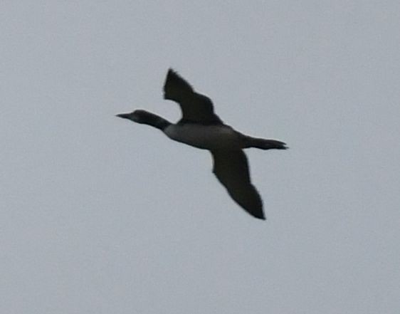 Common Loon - Frank Hawkins