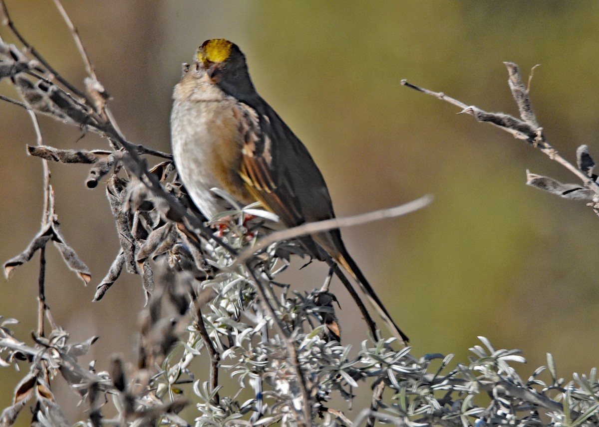 Golden-crowned Sparrow - Greg Chang