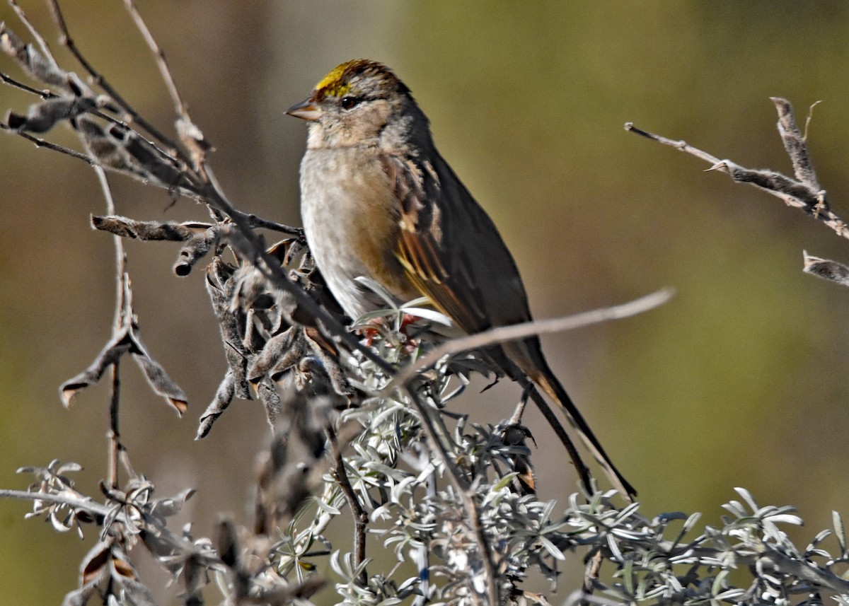 Golden-crowned Sparrow - Greg Chang