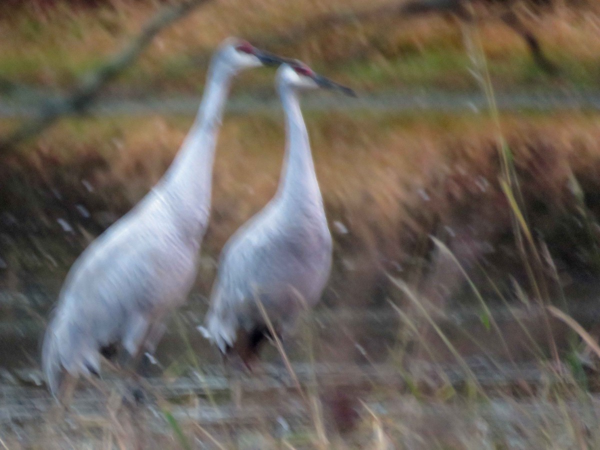 Sandhill Crane - ML610514038