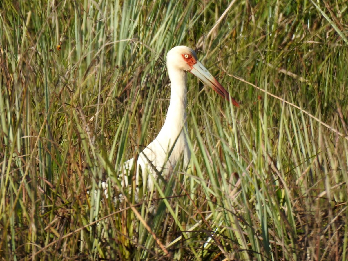 Cigogne maguari - ML610514044